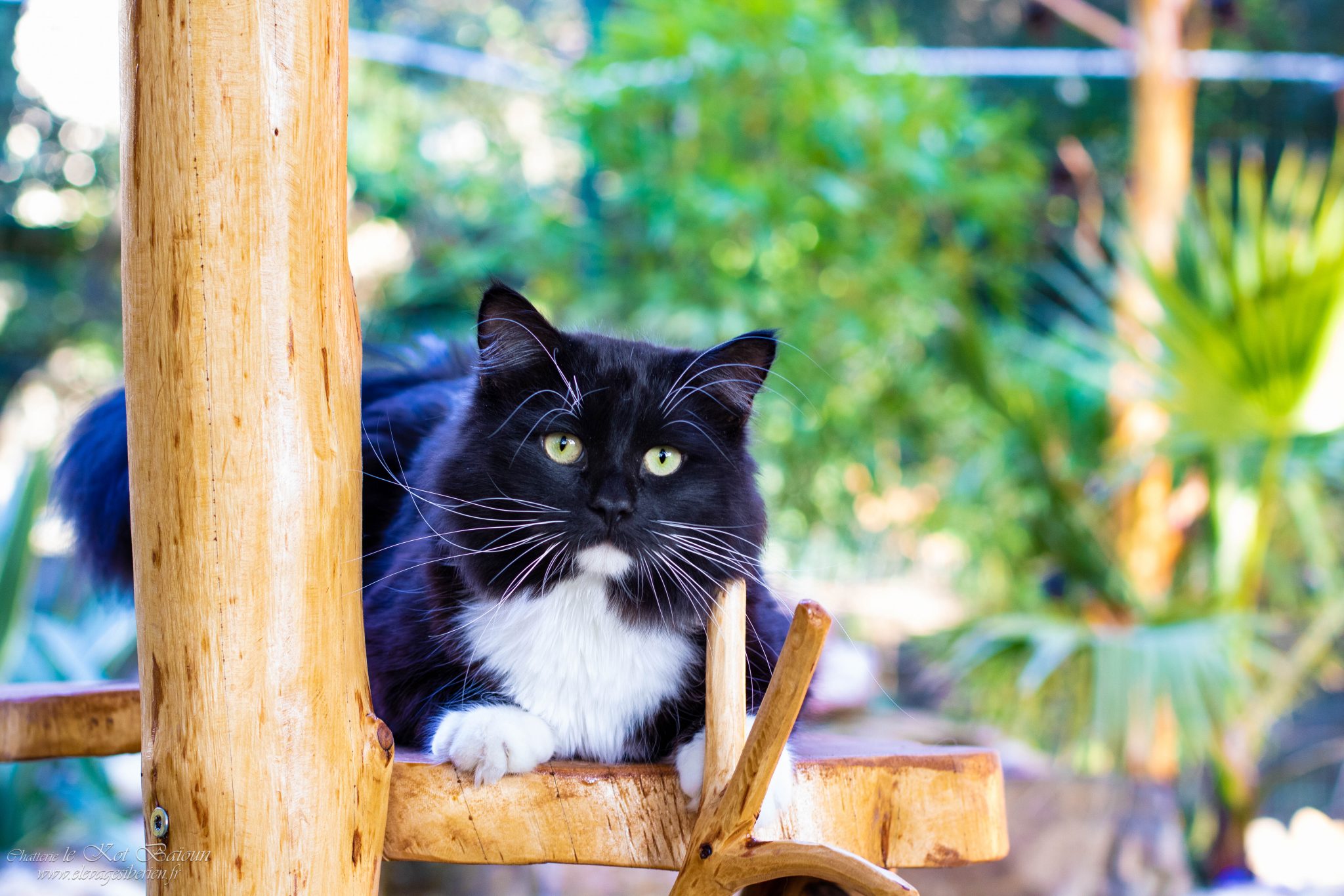 Le Nouveau Chat De Race Alyse Brisson